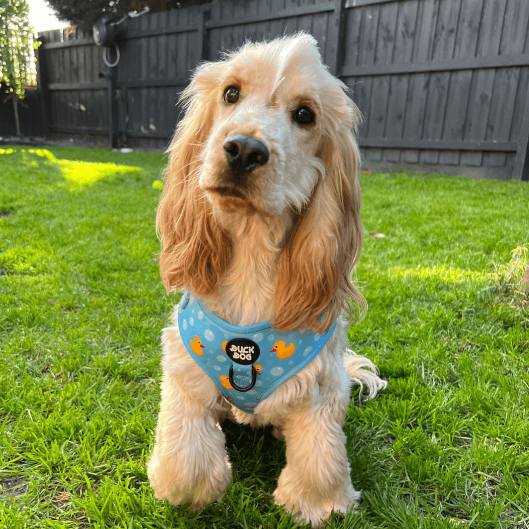 Dog Harness - Baby Blue Duckling